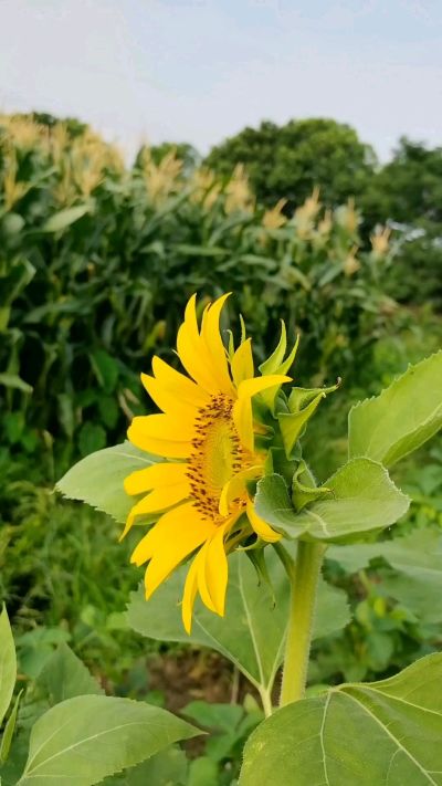 自己种的瓜果蔬菜没有使用农药。健康的蔬菜。