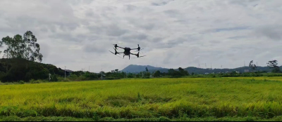 无人机吹水作业，抓住短暂的雨停时间，抢收稻谷！
