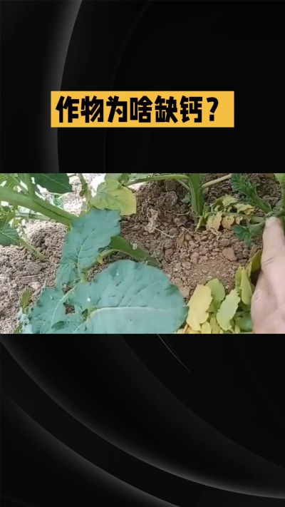 地里明明不缺钙，为啥农作物还会缺钙？