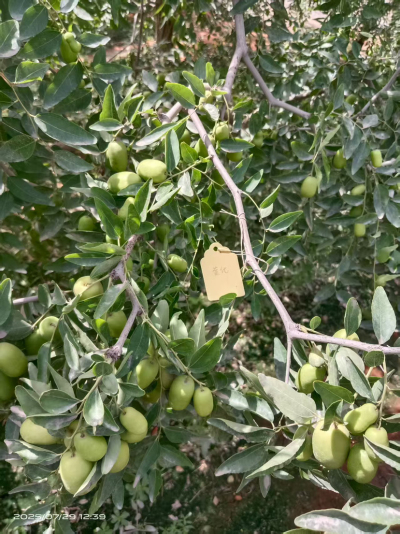 这是棵黄化树，艾乐根处理，100毫升，树盘开浅沟（10㎝），兑水35斤冲施，埋沟。现在产量很棒
