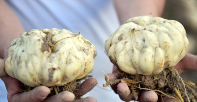 百合30斤
采购意向地：&nbsp;面向全国
送货地区：&nbsp;湖南长沙岳麓区
其他要求：&nbsp;寻求