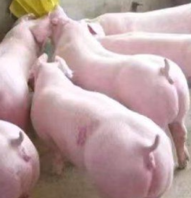 仔猪三元仔猪批发【猪场挑选】送猪到家/欢迎新老客户选购
仔猪繁育基地，我处常年向