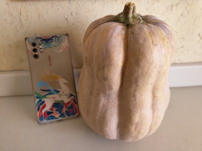 株洲市仙庾岭山脚下种植的有机生态金香蜜南瓜。喝山泉雨露长大，口感最是甜粉糯。对所