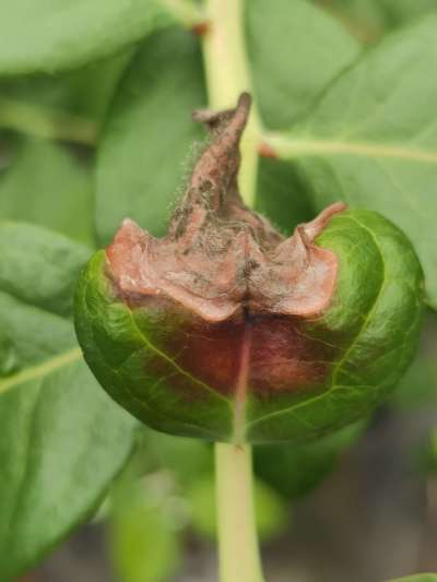 《蓝莓灰霉病防控全攻略：从识别到治理的科学指南》