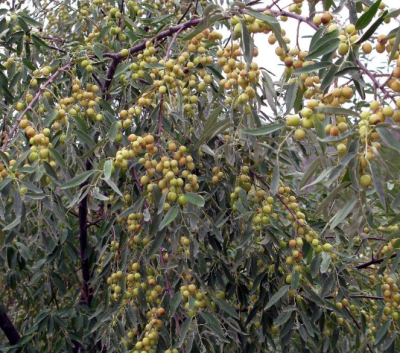 [采购/收购]沙枣&nbsp;200斤
采购意向地：&nbsp;面向全国
送货地区：&nbsp;山东
其他要求