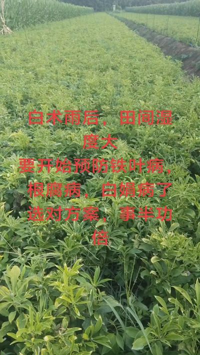 雨期过后白术病害要防治了
预防铁叶病，白娟病
现在也进入了膨大期
可以打膨大的