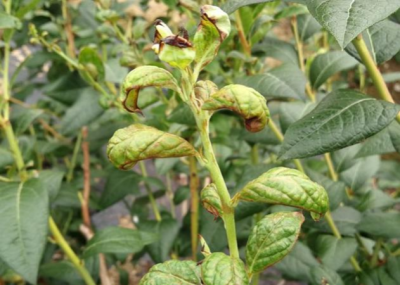 蓝莓蓟马微小难察，危害叶片嫩梢花果，需农物生化综合防治