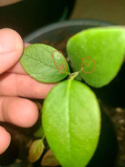 蓝莓叶斑病高温湿发，叶斑霉层致早落，农化生防结合控病保产