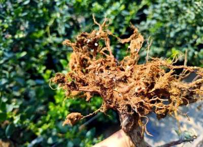 蓝莓根腐病镰刀菌致，根腐叶枯株萎，农化生防结合控病保产