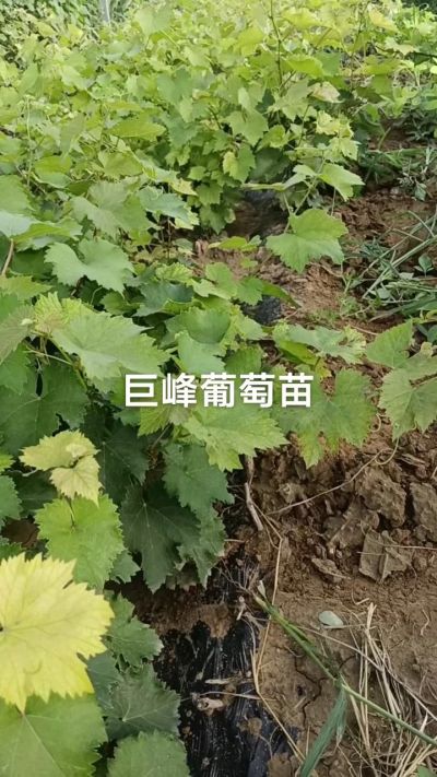 巨峰葡萄苗。一年扦插苗。需要联系。苗圃基地直销！需要联系18534302961