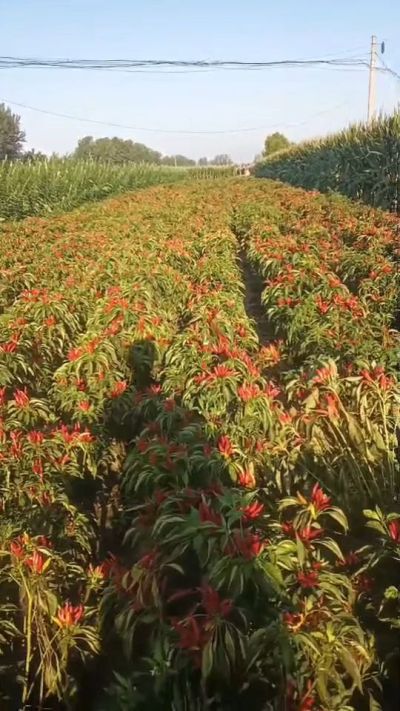 金樱一号辣椒，早熟，大果形，抗日灼，果子重