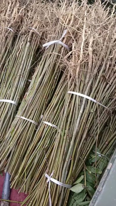 臭椿苗，一年子播苗，大量供应！苗圃基地直销。需要联系