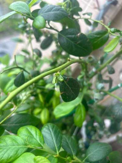 蓝莓白粉虱：从识别到防治的全指南