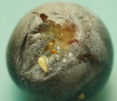 蓝莓果蝇危害大，综合防治要趁早，农物化生结合保蓝莓品质