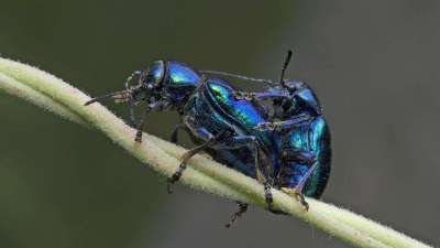 蓝莓甲虫属鞘翅目害虫，危害蓝莓各部位，需综合防治