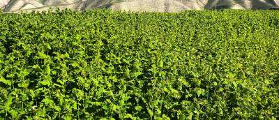 甘肃省兰州市永登县通远镇今年的荞麦价格3.5左右，大面积种植。