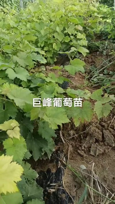巨峰葡萄苗，优质种苗，一年扦插苗，需要联系18534302961