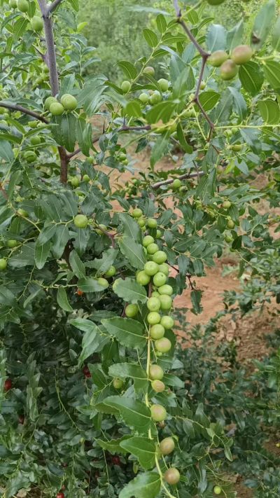 晋酸六号，药用酸枣高产苗。需要联系18534302961