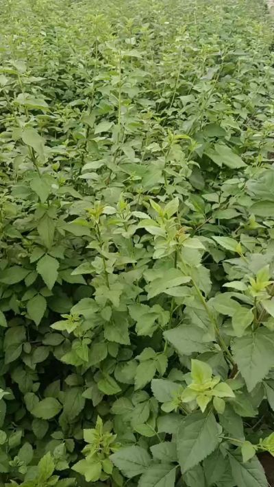 药用连翘苗，科研五号，需要联系18534302961