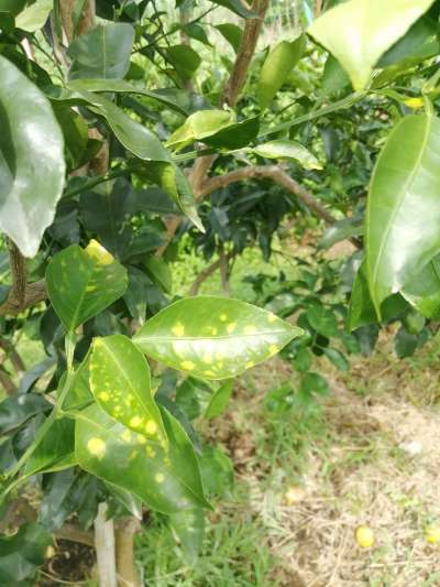 叶斑病，真菌感染