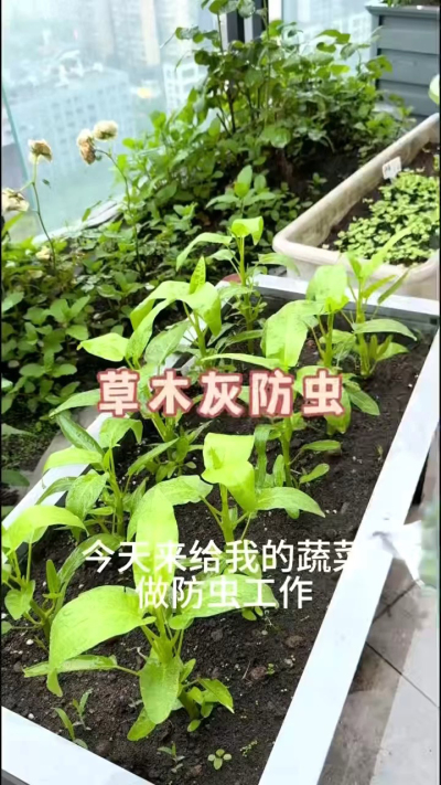 草木灰防虫，防根腐病
