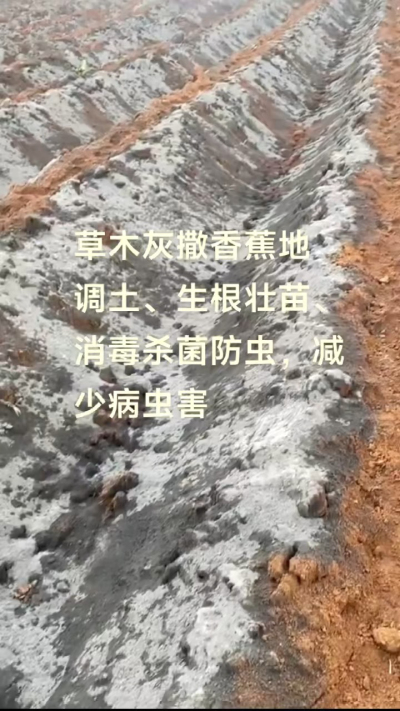 [太阳]纯植物草木灰源头厂家，草木灰广泛适用于各类农作物，是性价比很高的有机肥