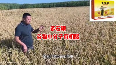 多石粮--谷物小分子有机酸
水稻/小麦，分蘖期 孕穗期 灌浆期 ，使用3次，增产看得见