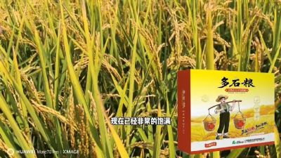多石粮-谷物小分子有机酸，田间表现。
剑叶挺拔，灌浆饱，千粒重，上粮快。