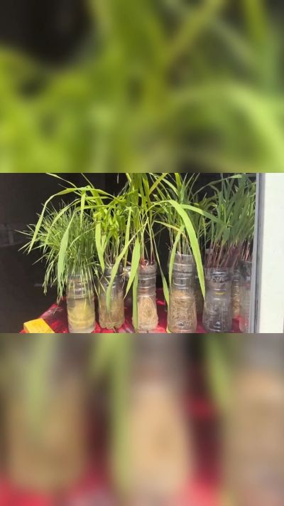 微生物菌剂，出厂前每克添加5亿微生物。最新实验生根育苗，保证不烧苗，促进毛细根增长，抑制病虫害，疏松土壤，保水保肥。近期需要用肥的老板提前联系，19331068337微信同步。