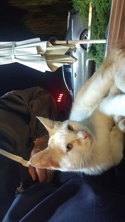 这是我在野外今年春天开始喂养的小猫🐈🐱🐱🐱🐱🐱🐱🐱🐱🐱🐱🐱很可爱