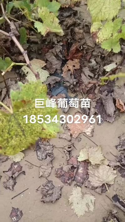 巨峰葡萄苗，一年扦插苗，苗圃基地直销！需要联系18534302961