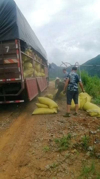 种植前先撒草木灰犁地，调节土壤，增加土壤肥力
#农业种植