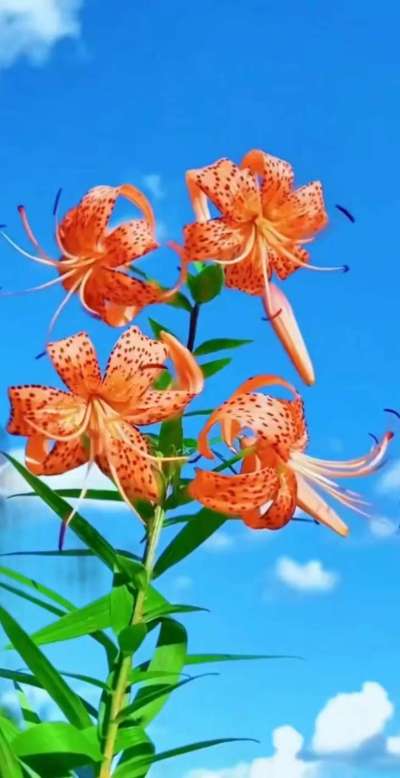 美丽的花散发幻清香，难己释怀。