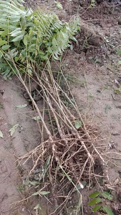 出售臭椿苗，巨峰葡萄苗。药用连翘苗，科研五号优质种苗，2/5年苗，药用连翘树，挂果树，全国包邮到家！财富密码18534302961