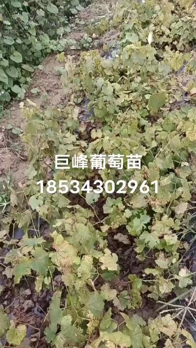 出售早熟巨峰葡萄苗。药用连翘苗，科研五号优质种苗，2/5年苗，药用连翘树，挂果树，全国包邮到家！财富密码18534302961