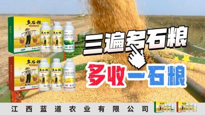 冬季种植，油菜，小麦，草莓等作物的，出现了除草剂药害，黄叶，僵苗，苗不长等问题，马上用多石粮，确保5天见到效果。