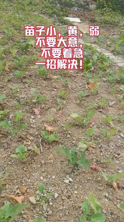 油菜苗子弱苗子小，就用多石粮，5天见效果。