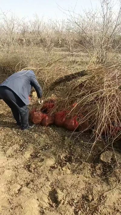 出售药用连翘苗，科研五号优质种苗，2/5年苗，药用连翘树，挂果树，全国包邮到家！财富密码18534302961出售药用连翘苗，科研五号优质种苗，2/5年苗，药用连翘树，挂果树，全国包邮到家！财富密码1
