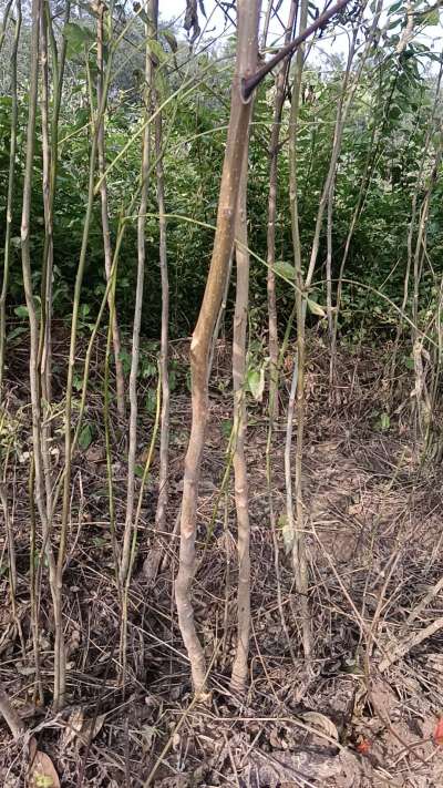 出售臭椿苗，巨峰葡萄苗。药用连翘苗，科研五号优质种苗，2/5年苗，药用连翘树，挂果树，全国包邮到家！财富密码18534302961