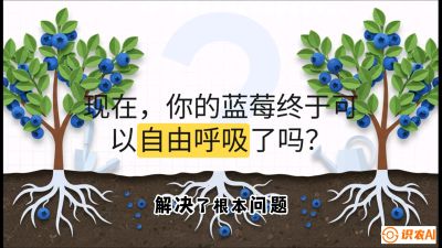 第3节：别把树&ldquo;憋死&rdquo;&mdash;&mdash;正确的定植与换盆手法,   课程：《蓝莓&ldquo;高产&rdquo;实战课：从选苗到丰收的10个关键点》