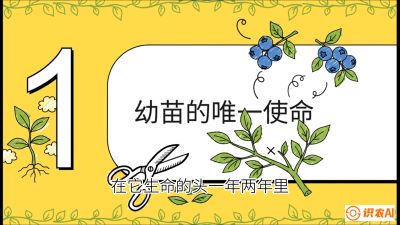 第6节：修剪决定产量（上）&mdash;&mdash;幼苗期与生长期修剪， 课程：《蓝莓&ldquo;高产&rdquo;实战课：从选苗到丰收的10个关键点》