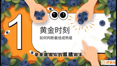 第10节：完美的&ldquo;果粉&rdquo;&mdash;&mdash;采摘时机与保鲜， 课程：《蓝莓&ldquo;高产&rdquo;实战课：从选苗到丰收的10个关键点》