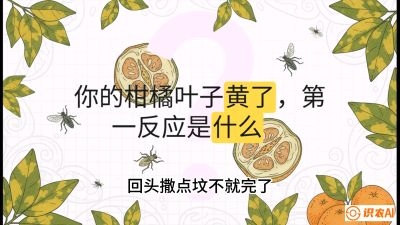 第一节：保命生死线&mdash;&mdash;黄龙病与木虱，课程：《柑橘十大病虫害：从入门到精通》