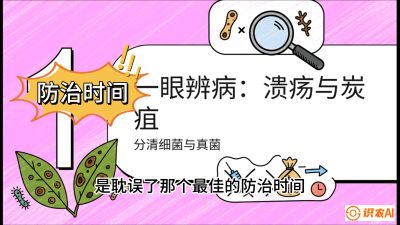 第三节：细菌与真菌&mdash;&mdash;溃疡病与炭疽病，课程：《柑橘十大病虫害：从入门到精通》