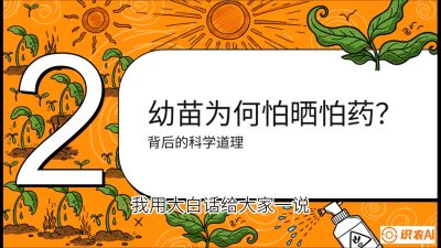 第02节：幼树管理&mdash;&mdash;&ldquo;防晒又防草，树势起得早&rdquo;，课程：《槟榔种植：从不懂到精通的10堂必修课》