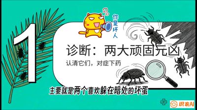 第06节：顽固虫害防治&mdash;&mdash;&ldquo;钻心虫与红蜘蛛，打准时间才服输&rdquo;《槟榔种植：从不懂到精通的10堂必修课》