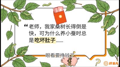 第01节：不仅仅是树&mdash;&mdash;顶级品种选配策略，课程：《桑海淘金：桑树高产与蚕桑安全进阶实战课》