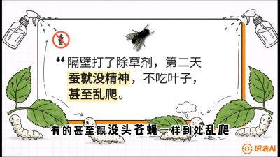 第05节：养蚕人的&ldquo;排雷战&rdquo;&mdash;&mdash;除草剂的生死禁忌，课程：《桑海淘金：桑树高产与蚕桑安全进阶实战课》