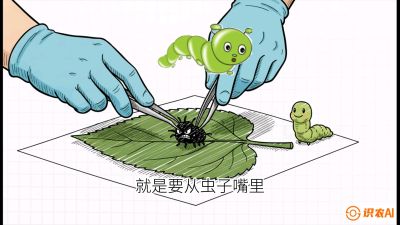 第07节：虫口夺叶（下）&mdash;&mdash;不得不打药时的&ldquo;解毒术&rdquo;，课程：《桑海淘金：桑树高产与蚕桑安全进阶实战课》