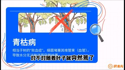第08节：看不见的杀手&mdash;&mdash;青枯病与萎缩病，课程：《桑海淘金：桑树高产与蚕桑安全进阶实战课》